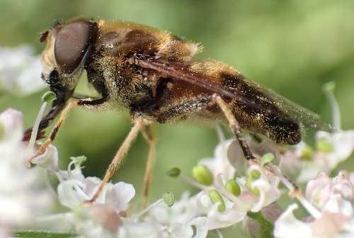 Tapered Drone Fly