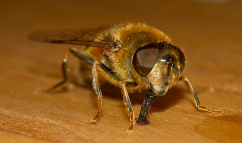 Tapered Drone Fly