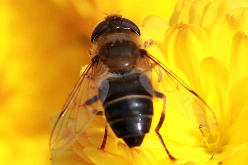 Tapered Drone Fly