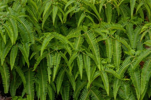 false staghorn fern