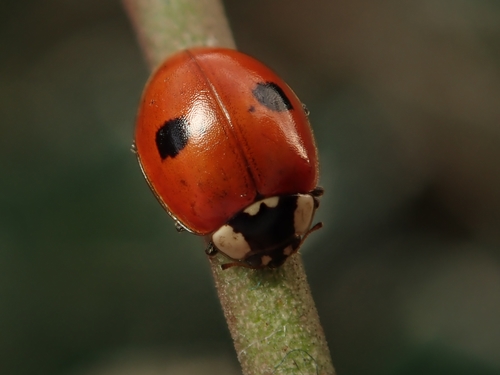 Two-spotted Lady Beetle