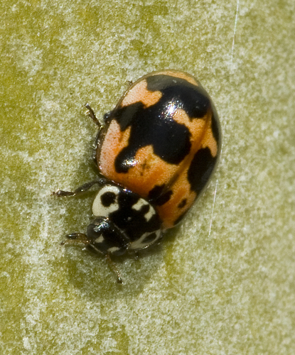 Two-spotted Lady Beetle