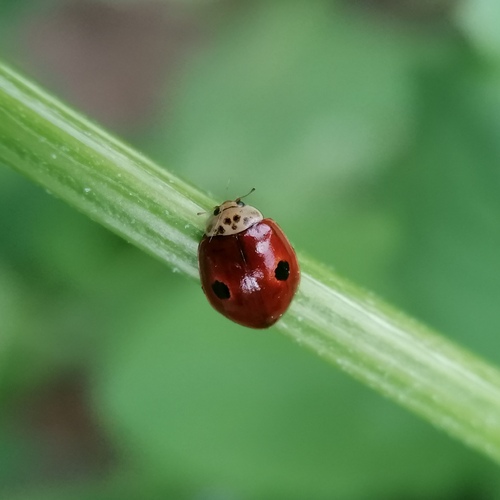 Two-spotted Lady Beetle