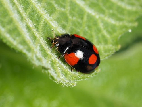 Two-spotted Lady Beetle