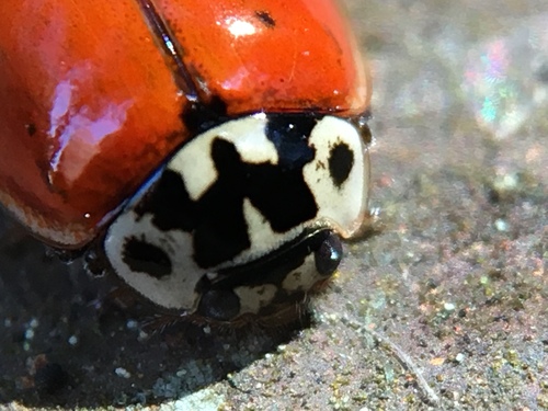 Two-spotted Lady Beetle