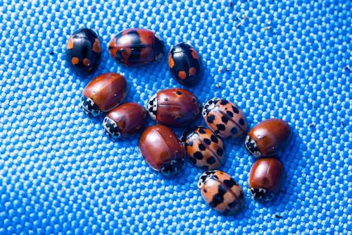 Two-spotted Lady Beetle