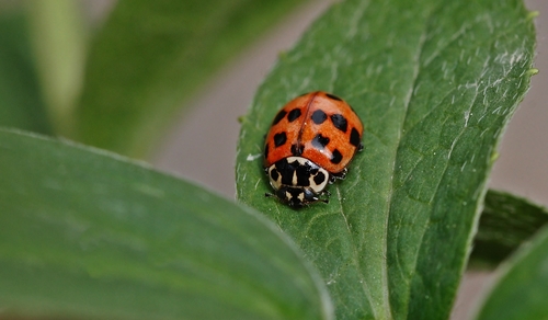 Two-spotted Lady Beetle