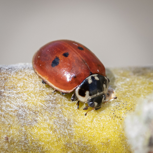 Two-spotted Lady Beetle