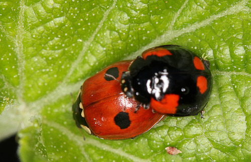 Two-spotted Lady Beetle