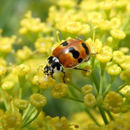 Two-spotted Lady Beetle