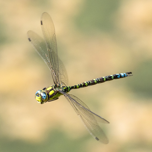Southern Hawker