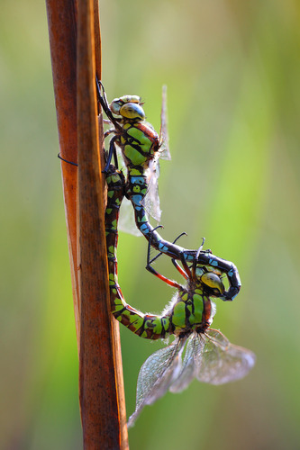 Southern Hawker