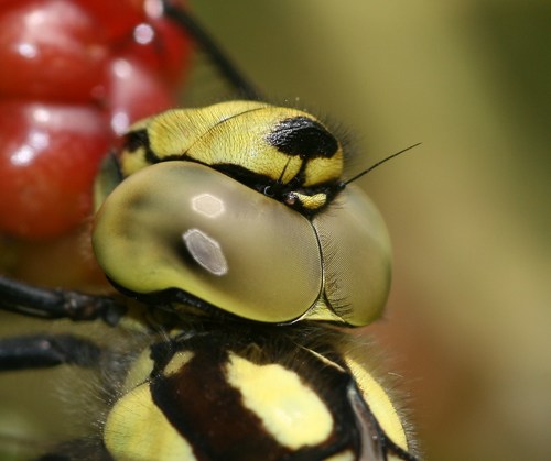 Southern Hawker