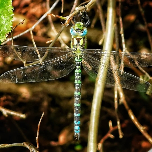 Southern Hawker