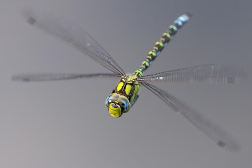 Southern Hawker