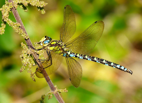 Southern Hawker