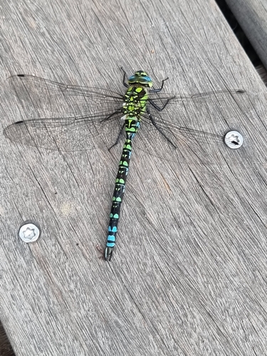 Southern Hawker
