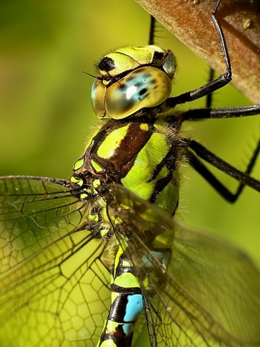 Southern Hawker