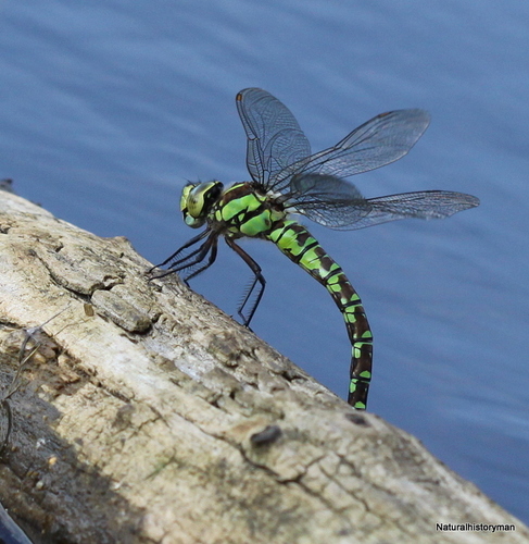 Southern Hawker