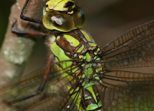 Southern Hawker