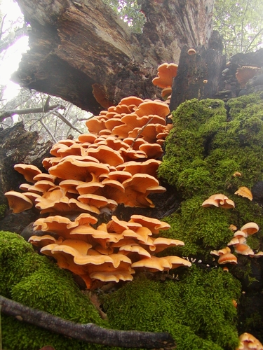 Stinking Orange Oyster