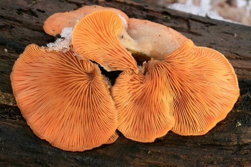 Stinking Orange Oyster