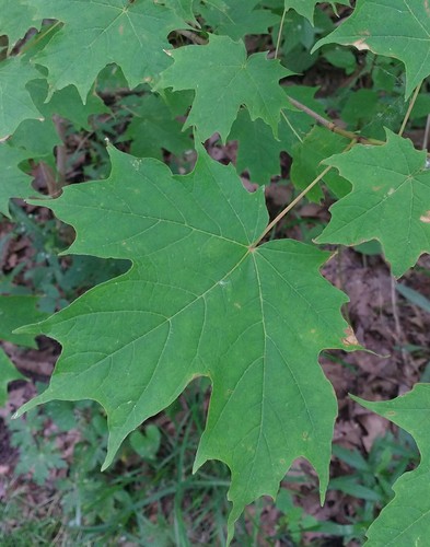 sugar maple