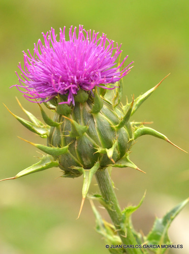 milk thistle