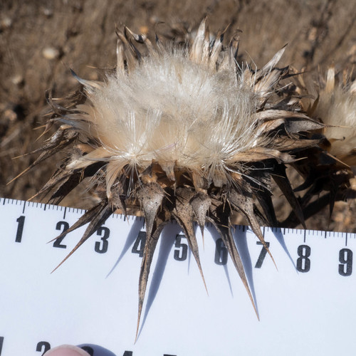 milk thistle