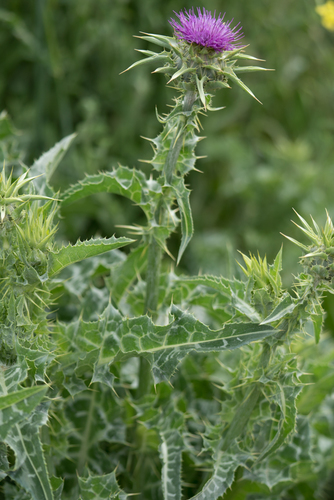 milk thistle