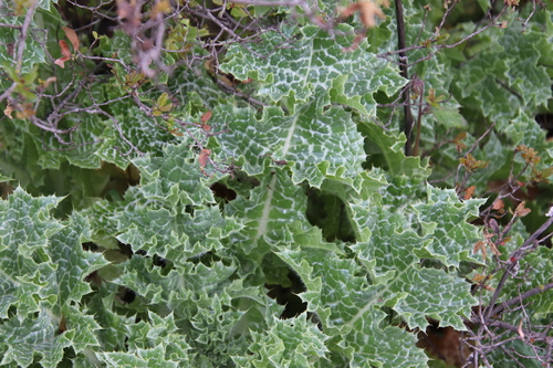 milk thistle