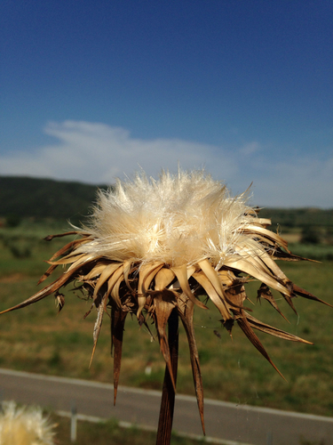 milk thistle