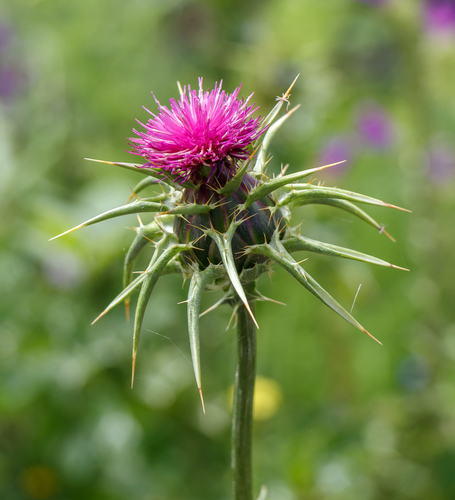 milk thistle