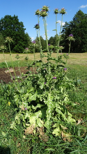milk thistle