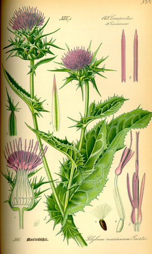 milk thistle