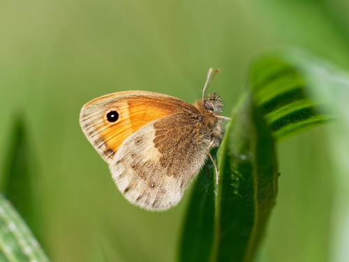 Small Heath