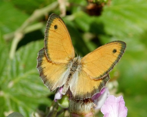 Small Heath