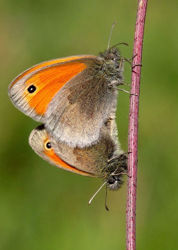 Small Heath