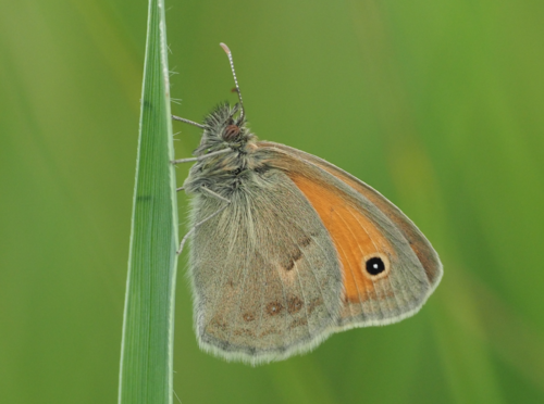 Small Heath