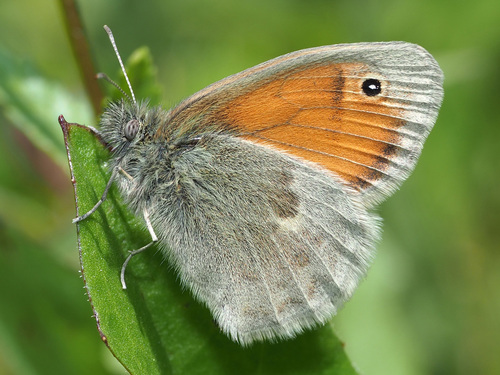 Small Heath