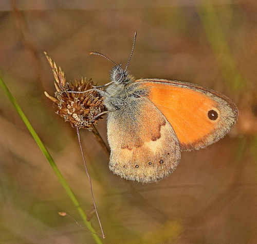 Small Heath