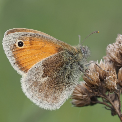 Small Heath
