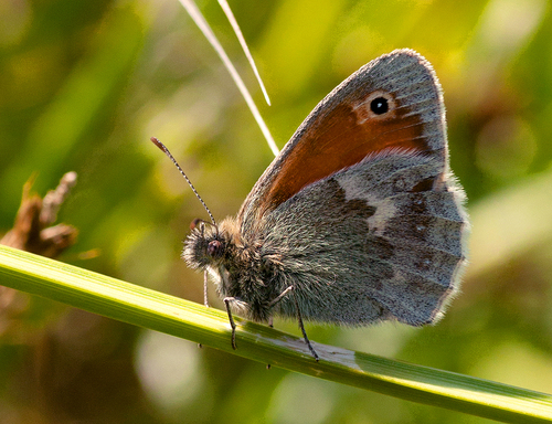 Small Heath