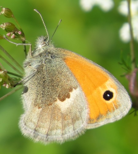 Small Heath