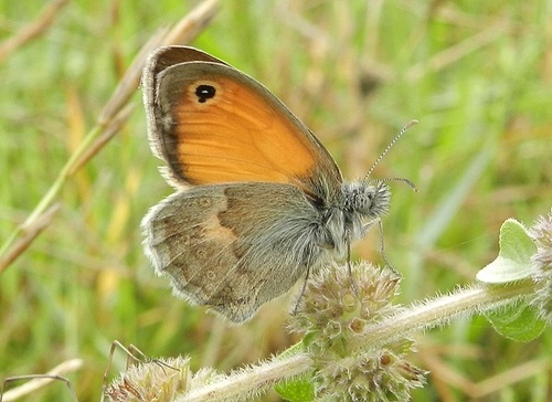 Small Heath
