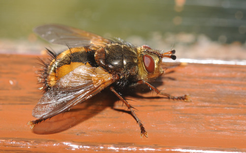 Common Tachinid