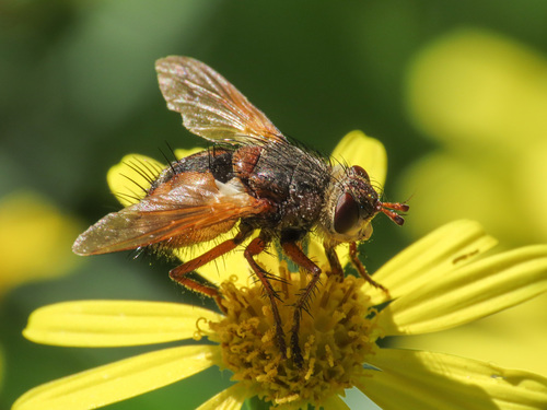 Common Tachinid