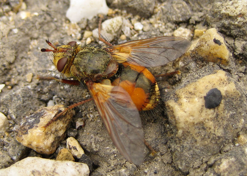 Common Tachinid