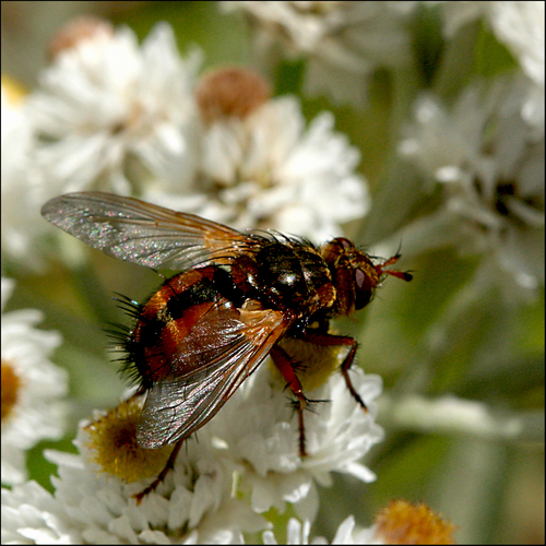 Common Tachinid