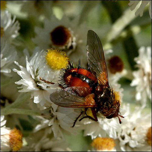 Common Tachinid